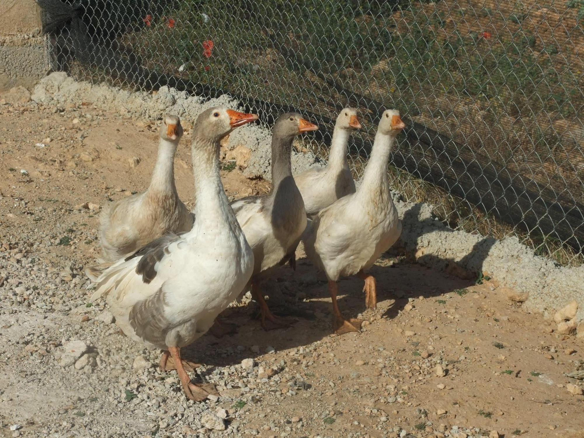 Pozo Alcón Cabanas Cortijo El Helao المظهر الخارجي الصورة